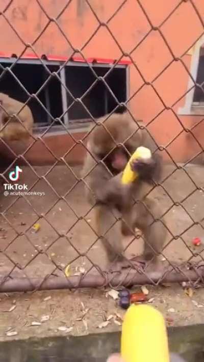 Monke go crazy
