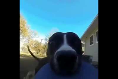 CHEGA UM TEMPO QUE AT&Eacute; OS ANIMAIS CANSA! kkkkkkkk