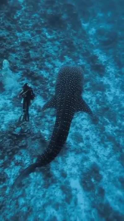 A dream dive with this gentle giant 🐋