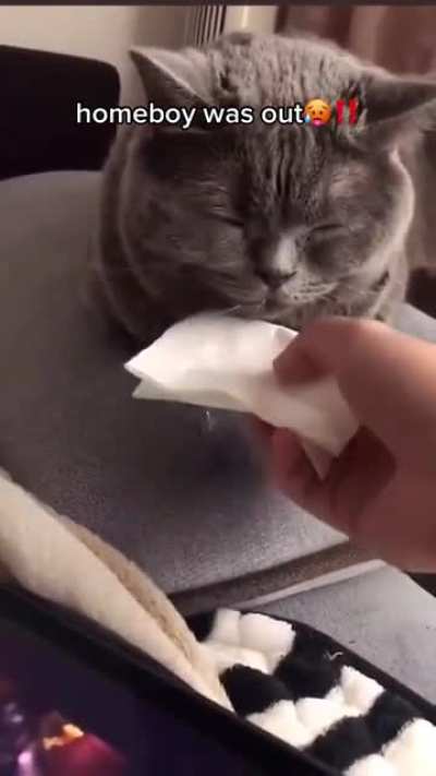 That&rsquo;s a sign of a very happy cat