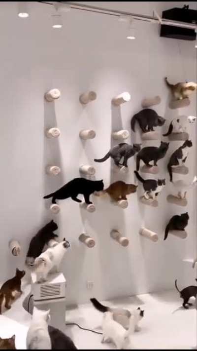 Cats Attendance Time