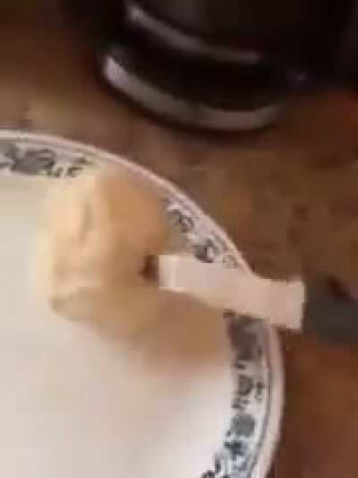 Not the dog