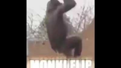 Akemi, o Mamaco