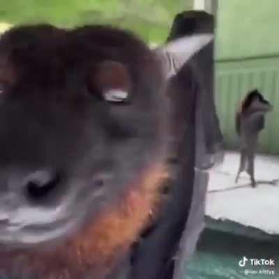 Winged wunkus