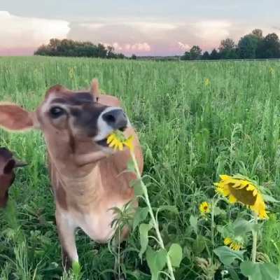 Sunflowers are with the effort