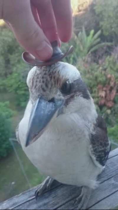 Dato interesante,a esta especie se le dice Kookaburra o Dedalo en su nombre cient&iacute;fico y sobre todo,se le ve muy facha el sombrero.