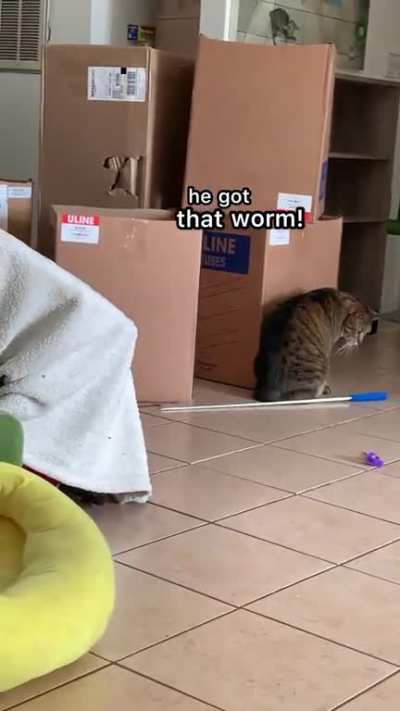 it's Noodle's birthday!