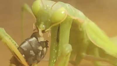 Caught a praying mantis and fed it a fly. I did not expect what would be inside that fly.