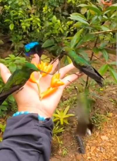 Territorial Hummingbirds stick their chests out like "Whats up bro" "Do something bro" lmao 🤣 😂 (Andean Highlands Amazon Rainforest 2021)