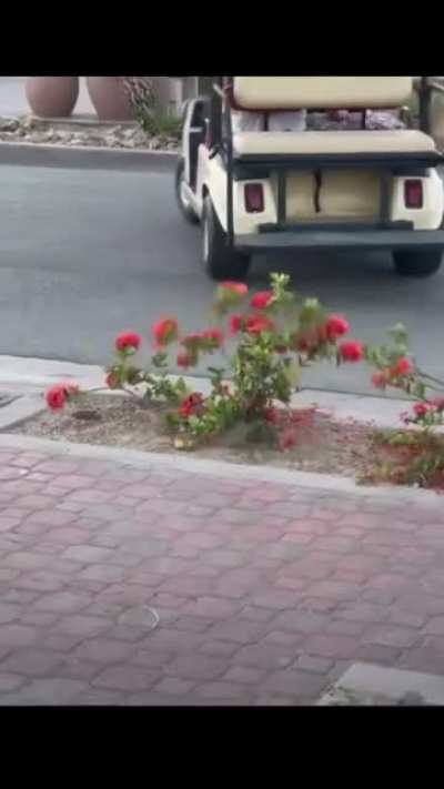 I feel like Tom would enjoy this Florida man taking his golf cart off-road and sending himself flying