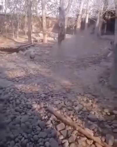 Царь зоопарка