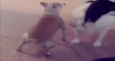 Perro 😎