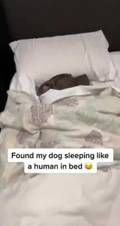 He&rsquo;s having a ruff morning 🤣🐶