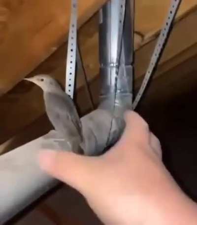 Title