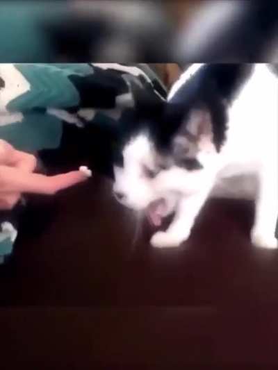Cats reactions to Durian Fruit