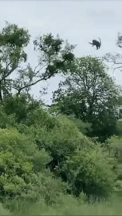 Leopard catches monkey
