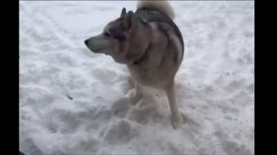 Husky doesn’t want to come inside