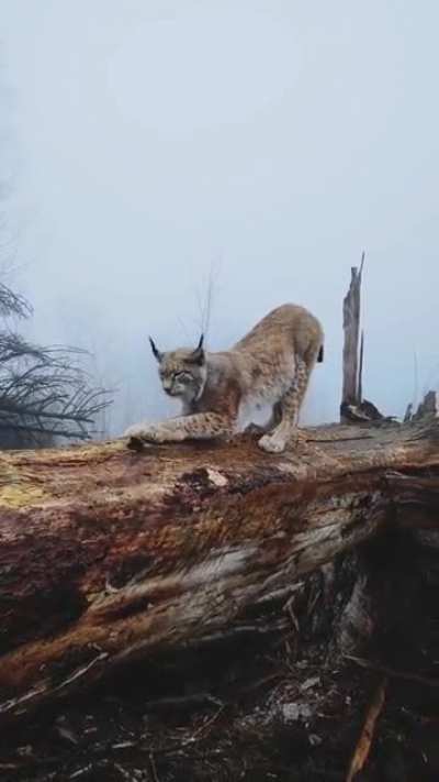 🔥 Lynx - The "shadow of the forest"