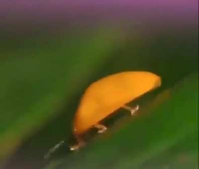 Bug