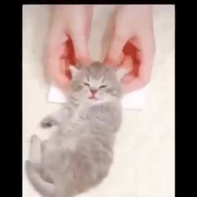 Gato