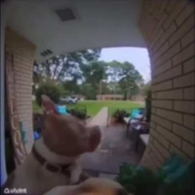 ding dong