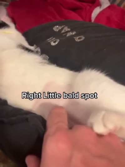 Nobody loves bald cats