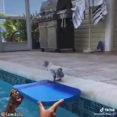 Aquaphobic duck has trust issues