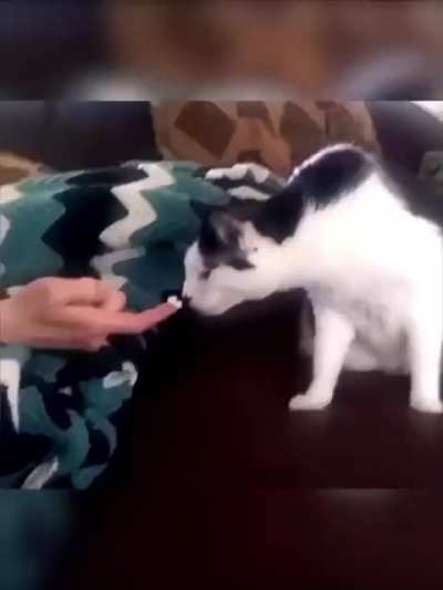 Cats vs Durian fruit
