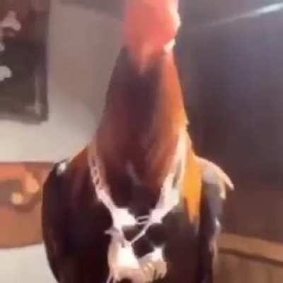 drippy chicken
