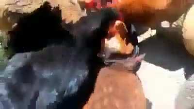 cursed_cannibalism