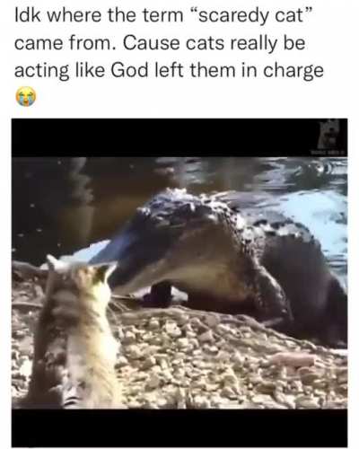 well, now i know to not mess with a cat