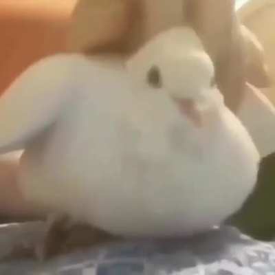 🕊️🕊️🕊️