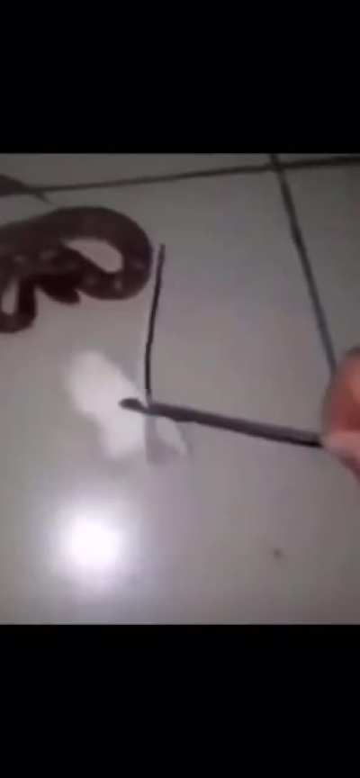 Let&rsquo;s feed an angry Rattlesnake!
