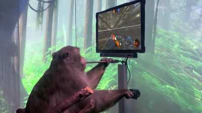 Rocket Monke
