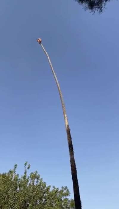 Palm Tree.