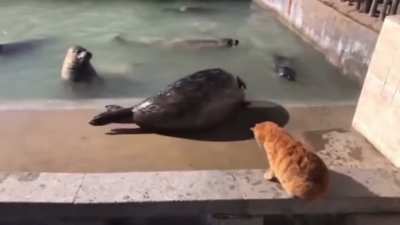 Cat slaps a seal for being noisy