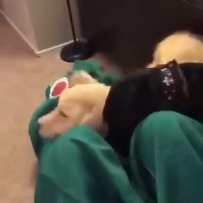 Guy dresses as his dog's favorite toy