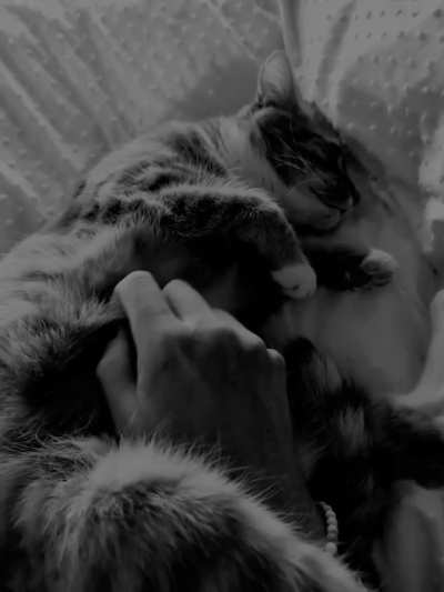 Evening cuddles 