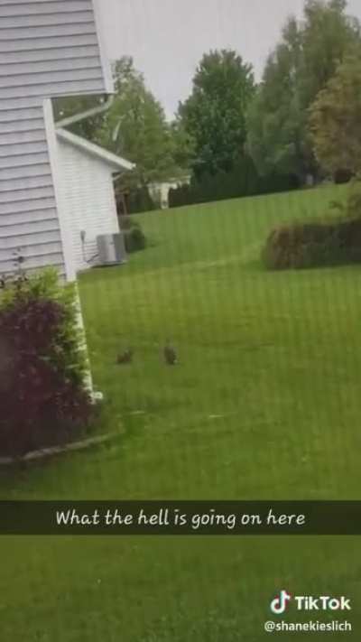 Are they fighting?