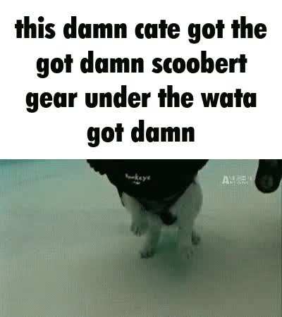 Cate