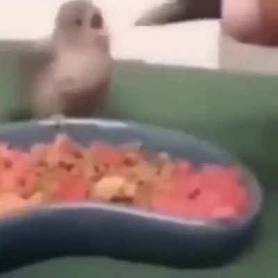 Bird