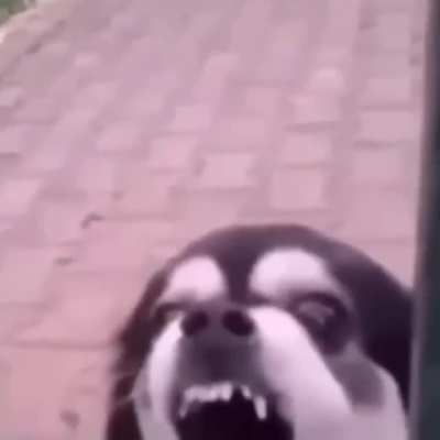 iutupup