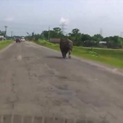 Rhino minding own business