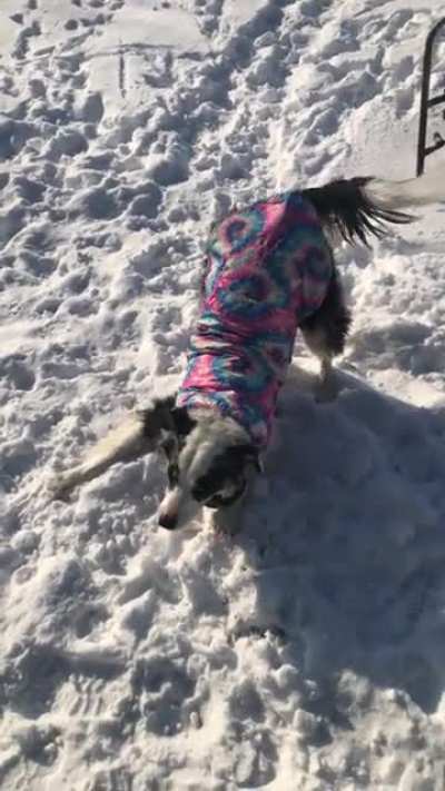 Bailey got a new poncho and she&rsquo;s really very happy about it