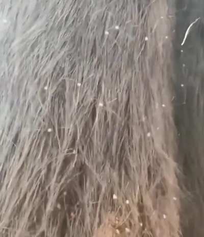 The "hair" on this tree is actually comprised of the legs of thousands of Harvestmen, huddled together for warmth