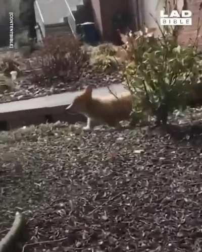 DOGECAT