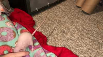 My amazing pet rat Feta's 1st awkward attempt at playing fetch 😅