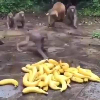 Monkey
