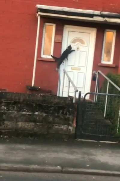Cat using a door knocker