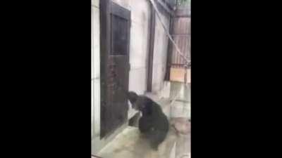 Kong tries to escape Godzilla